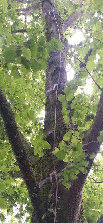 Blitzableiter an Bäumen