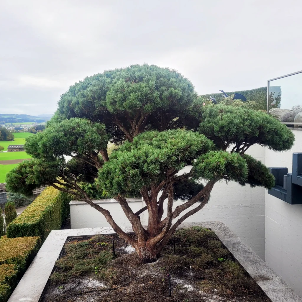 Ein Bonsaibaum nach der professionellen Baumpfelge