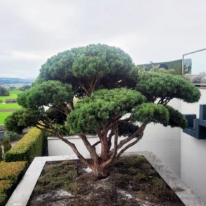 Ein Bonsaibaum nach der professionellen Baumpfelge