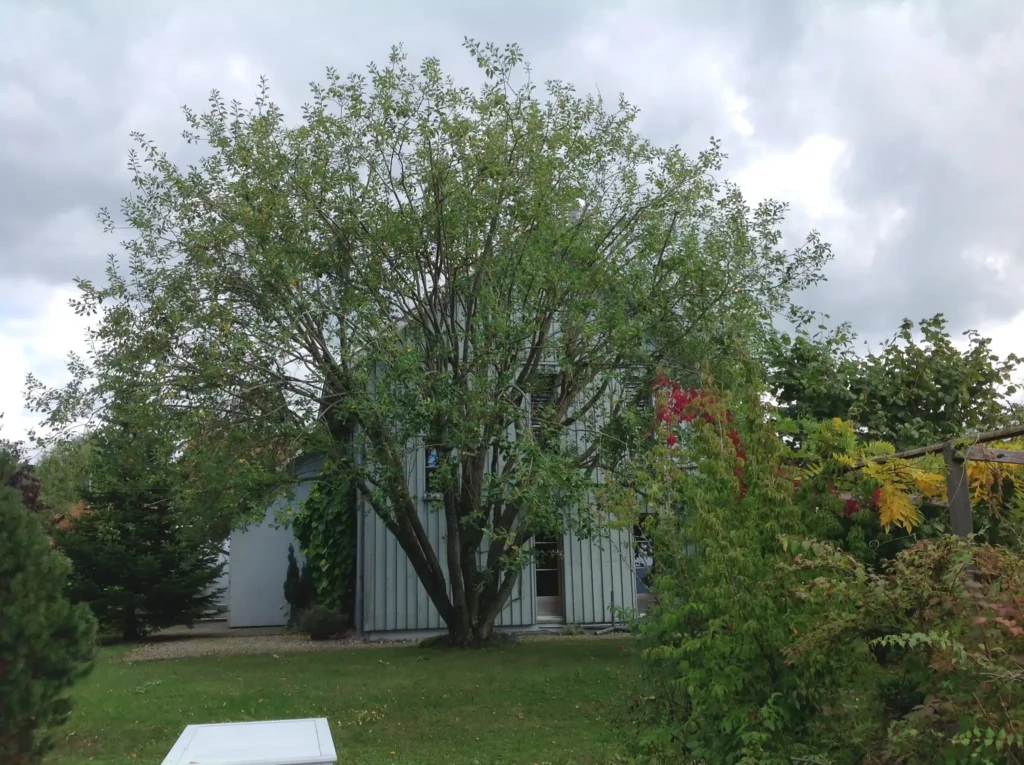 Salweide nach dem Pflegeschnitt. schön lichtdurchlässig und schön in Form.