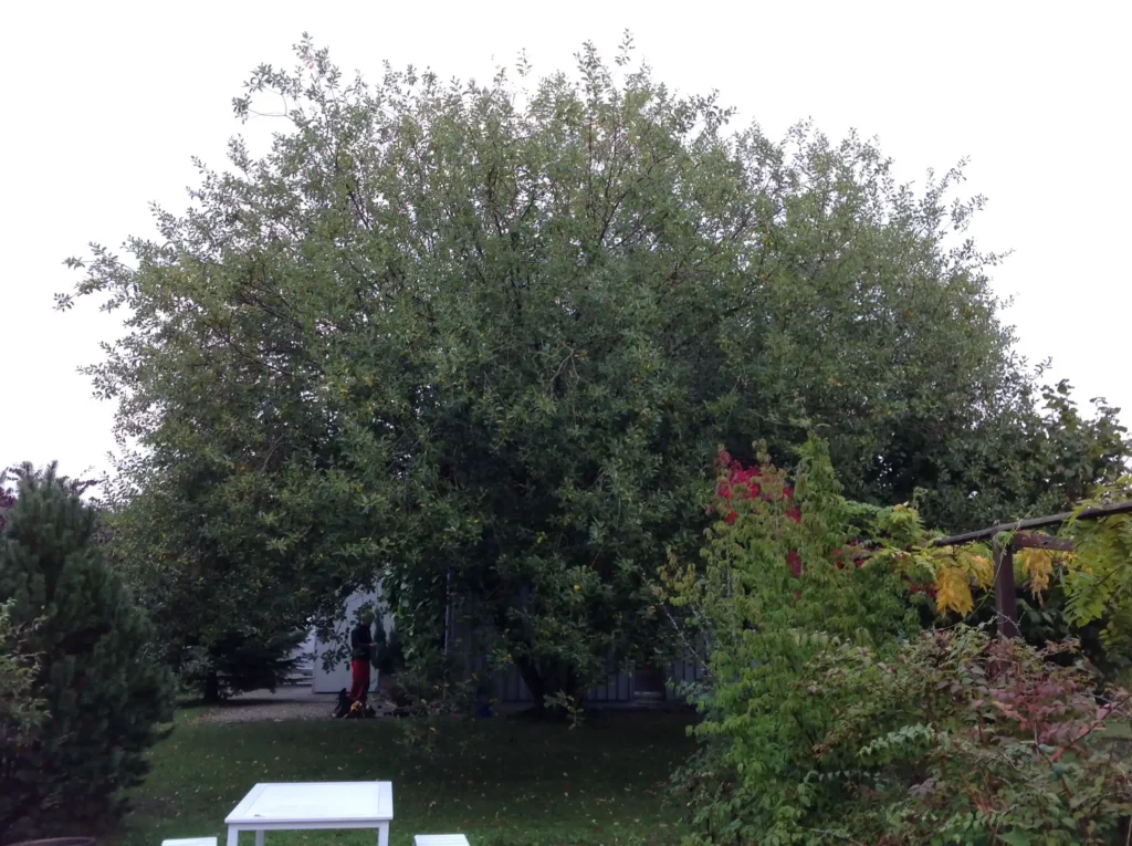 Salweide vor dem Pflegeschnitt. Dicht bewachsen und verdeckt das Haus im Hintergrund.