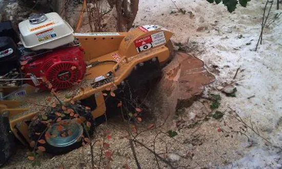 Kleinste Strunkfräse im Einsatz.
